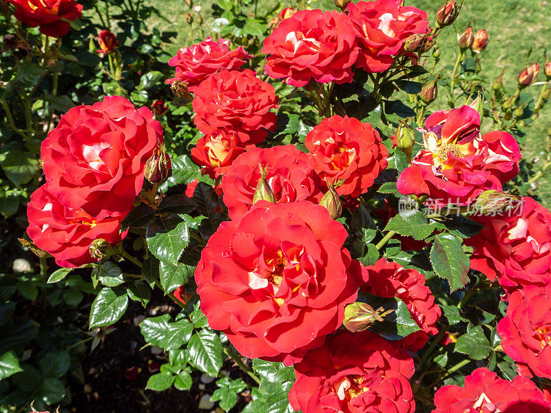 美国俄勒冈州波特兰- 2018年7月:普罗特兰国际玫瑰试验园